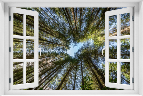 Fototapeta Naklejka Na Ścianę Okno 3D - Trees bottom up perspective