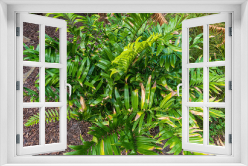 Fototapeta Naklejka Na Ścianę Okno 3D - Cycad plant species Zamia muricata, found in Colombia and Venezuela - Florida, USA