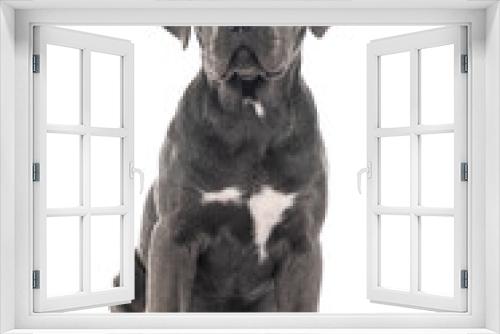 Fototapeta Naklejka Na Ścianę Okno 3D - puppy cane corso