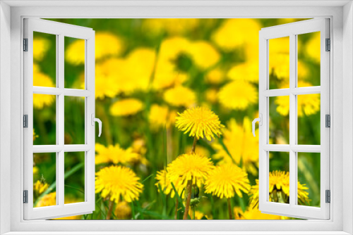 Fototapeta Naklejka Na Ścianę Okno 3D - Spring natural background with dandelion flowers in grass