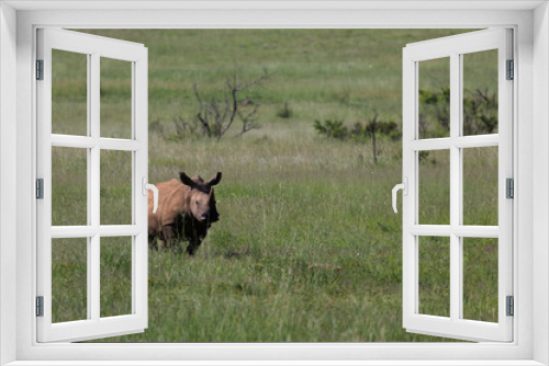 Fototapeta Naklejka Na Ścianę Okno 3D - Rhinocéros et Phacochères en liberté dans le Pilanesberg en Afrique du Sud 