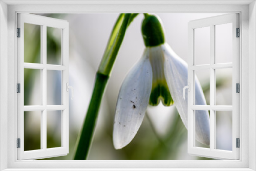 Fototapeta Naklejka Na Ścianę Okno 3D - Macro close up of a snowdrop flower in late Winter.