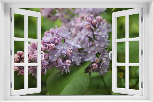 Fototapeta Naklejka Na Ścianę Okno 3D - lilac flowers in the garden