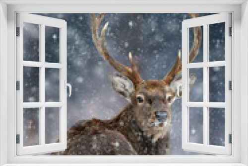 Fototapeta Naklejka Na Ścianę Okno 3D - Majestic Deer looking back in winter forest. Animal in nature habitat. Wildlife scene