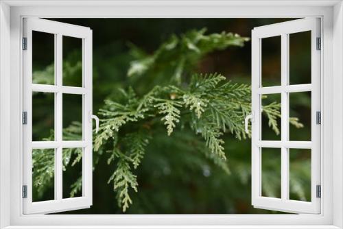 Fototapeta Naklejka Na Ścianę Okno 3D - Leyland cypress. Cupressaceae evergreen conifer.
It grows fast and is used for hedges. 