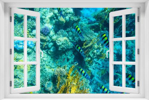 Fototapeta Naklejka Na Ścianę Okno 3D - Indo-Pacific sergeant (Abudefduf vaigiensis), also  known as the Sergeant major on coral reef in the Red sea. School of fish undersea