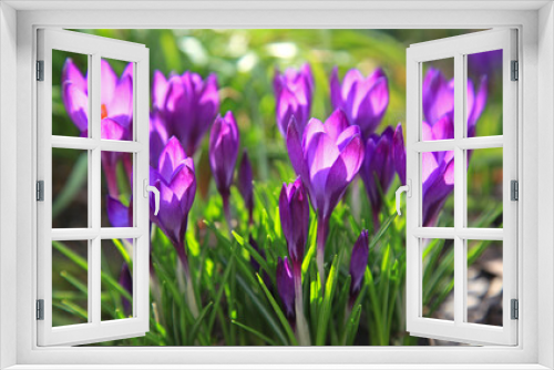Fototapeta Naklejka Na Ścianę Okno 3D - Springtime. The first spring flowers in the garden. Flowering saffron sowing or spring. Warm landscape with beautiful purple flowers (crocus) in the light of the sun. Bright spring colors