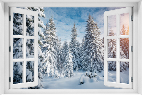 Fototapeta Naklejka Na Ścianę Okno 3D - Splendid frosty day and snowy coniferous forest in the sunlight. Carpathian mountains, Ukraine.