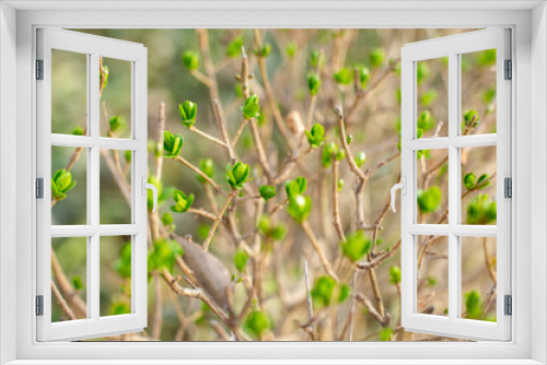 Fototapeta Naklejka Na Ścianę Okno 3D - The theme of spring flowering. Tender green leaves sprout on the branches of the tree from the buds in the spring. The background of leaves on the branches of the tree.