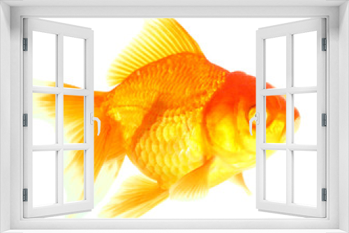 Fototapeta Naklejka Na Ścianę Okno 3D - Gold fish. Isolation  on the white