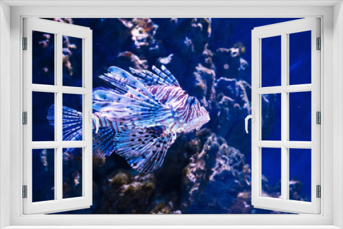 Fototapeta Naklejka Na Ścianę Okno 3D - Marine fish in a large aquarium.