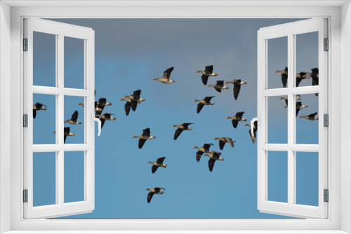 Fototapeta Naklejka Na Ścianę Okno 3D - Bird: greater white-fronted goose, Anser albifrons