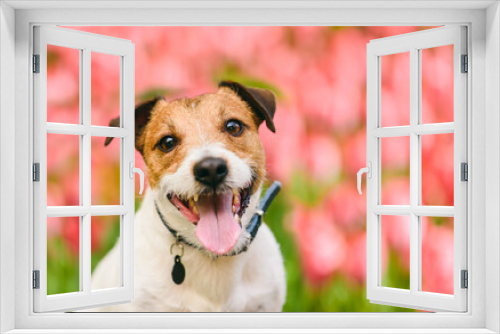 Fototapeta Naklejka Na Ścianę Okno 3D - Portrait of young purebred Jack Russell Terrier dog in front of pink tulips flowerbed on spring day