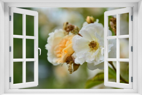 Fototapeta Naklejka Na Ścianę Okno 3D - Weisse Rose Blüte
