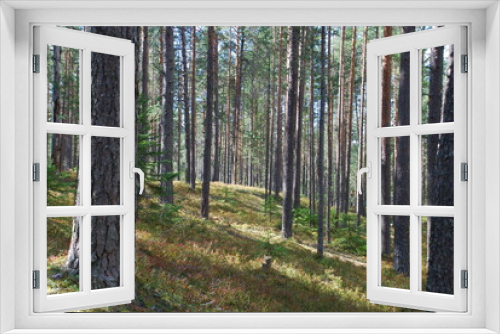 Fototapeta Naklejka Na Ścianę Okno 3D - Summer day in the pine forest. Tall straight brown pine trunks in the forest. The sun illuminates the trees and the ground. Blueberries and moss grow on the ground, fallen needles lie.