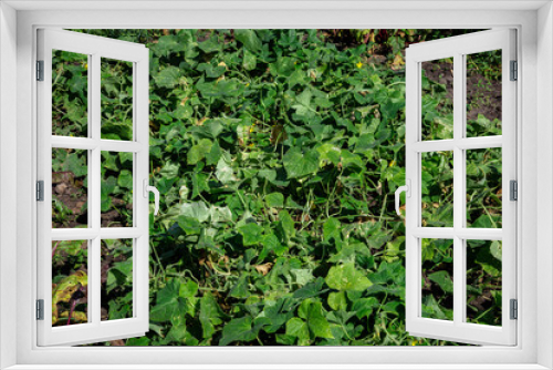 Fototapeta Naklejka Na Ścianę Okno 3D - cucumber seedlings grow in the vegetable garden