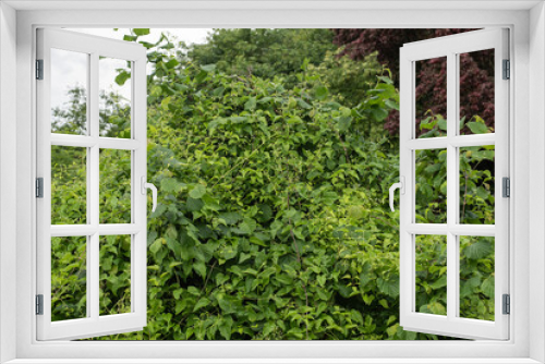 Fototapeta Naklejka Na Ścianę Okno 3D - a climbing clematis plant growing over a hazel shrub