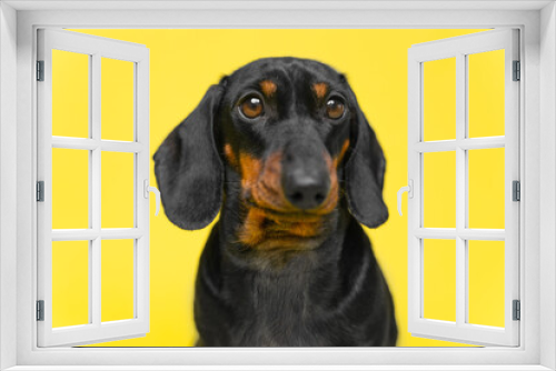 Fototapeta Naklejka Na Ścianę Okno 3D - Portrait of lovely dachshund puppy who obediently sits with serious or unhappy look, following a command, yellow background, copy space for pets and veterinary advertising, studio shooting