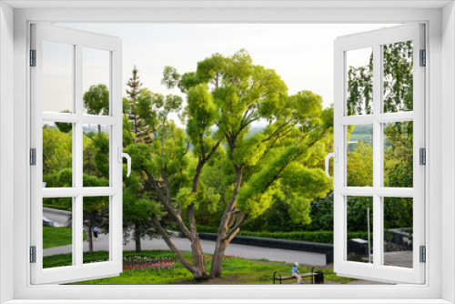Fototapeta Naklejka Na Ścianę Okno 3D - Beautiful tree in the park. High quality photo