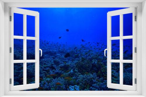 Fototapeta Naklejka Na Ścianę Okno 3D - coral reef background, underwater marine life ecosystem ocean sea