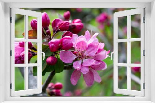 Fototapeta Naklejka Na Ścianę Okno 3D - Malus profusion - crabapple pink flowers closeup. Blooming crabapples crab apples, crabtrees or wild apples