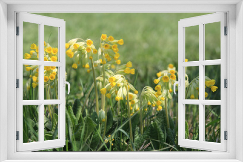 Fototapeta Naklejka Na Ścianę Okno 3D - echte schlüsselblumen in freier natur