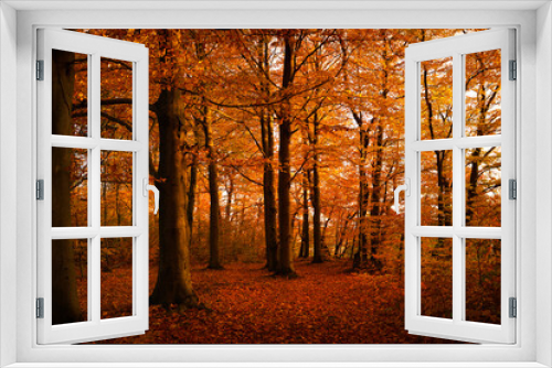 Fototapeta Naklejka Na Ścianę Okno 3D - las bukowy jesienią