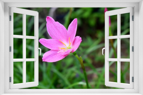 Fototapeta Naklejka Na Ścianę Okno 3D - Side view of purple rain lily flower on green leaves nature blurred background. Purple rain flowers in Thailand.