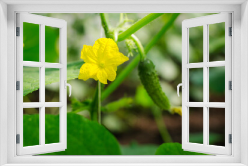 Fototapeta Naklejka Na Ścianę Okno 3D - Cucumber ovary, yellow young cucumber flower, flowering