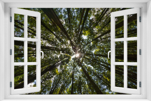 Fototapeta Naklejka Na Ścianę Okno 3D - Bosque de pinheiros visto de baixo para cima, Pinheiros-do-brejo, Taxodium distichum.