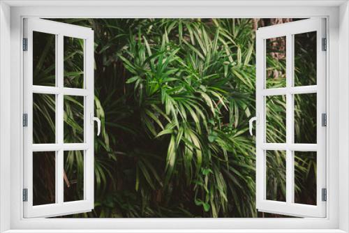 Fototapeta Naklejka Na Ścianę Okno 3D - Leaves in the forest Beautiful nature background of vertical garden with tropical green leaf