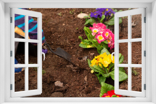 Fototapeta Naklejka Na Ścianę Okno 3D - A Young Child Planting Primrose Flowers in the Flower Bed