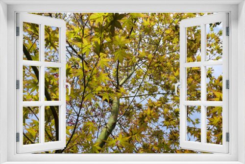 Fototapeta Naklejka Na Ścianę Okno 3D - Looking up and a Japanese maple (Acer) leaves in the spring