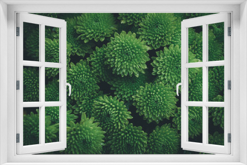 Fototapeta Naklejka Na Ścianę Okno 3D - Abstract Green chrysanthemum in moody effect use for background,wallpaper.
