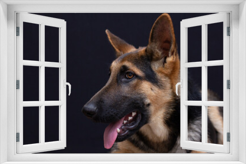 Fototapeta Naklejka Na Ścianę Okno 3D - Portrait of German Shepherd on black background