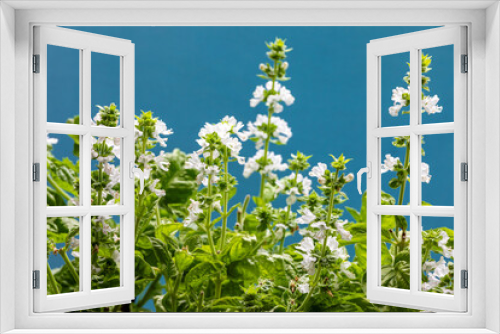 Fototapeta Naklejka Na Ścianę Okno 3D - Basil plant with white flowers. Blooming herb against blue background.