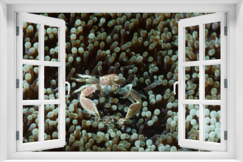 Fototapeta Naklejka Na Ścianę Okno 3D - Granchio porcellana, Neopetrolisthes maculatus, su anemone di mare