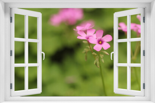 Fototapeta Naklejka Na Ścianę Okno 3D - Oxalis Wood Sorrel With Pink Flowers in Garden