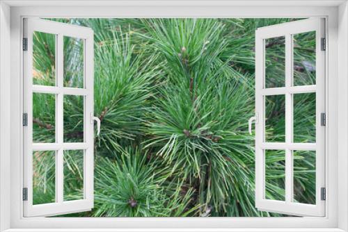 Fototapeta Naklejka Na Ścianę Okno 3D - pine, pine branches, cedar, forest, background, background, place for text
