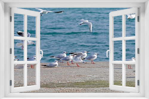 Fototapeta Naklejka Na Ścianę Okno 3D - A beautiful white seagulls stands on a wall