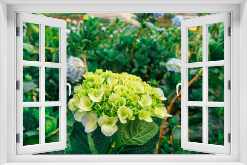 Fototapeta Naklejka Na Ścianę Okno 3D - Hydrangea flowers are blooming in Da Lat garden. This is a place to visit ecological tourist garden attracts other tourism to the highlands Vietnam. Nature and travel concept.