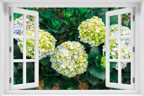 Fototapeta Naklejka Na Ścianę Okno 3D - Hydrangea flowers are blooming in Da Lat garden. This is a place to visit ecological tourist garden attracts other tourism to the highlands Vietnam. Nature and travel concept.