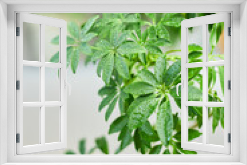 Fototapeta Naklejka Na Ścianę Okno 3D - Close up Schefflera House plant, Umbrella Plant, Arboricola  indoor trees, home garden, green house. .