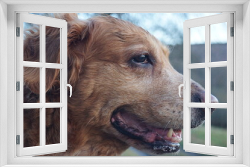 Fototapeta Naklejka Na Ścianę Okno 3D - the head and face of a Golden Retriever