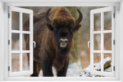 Fototapeta Naklejka Na Ścianę Okno 3D - European Bison(Bison bonasus) young male
