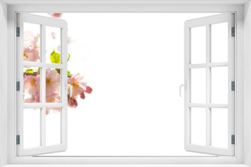 Fototapeta Naklejka Na Ścianę Okno 3D - Sakura flowers over blurred background