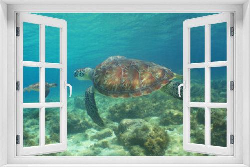Fototapeta Naklejka Na Ścianę Okno 3D -                         underwater sea turtle , caribbean sea , Curacao island   