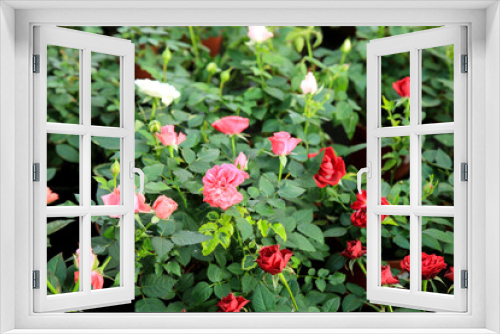 Fototapeta Naklejka Na Ścianę Okno 3D - Meillandina mini roses in the garden
