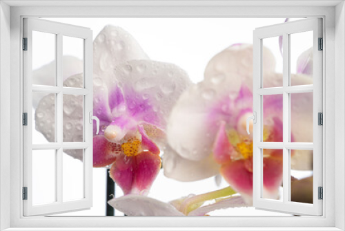 Fototapeta Naklejka Na Ścianę Okno 3D - Phalaenopsis orchid. Orchid flower. close-up, isolated background. Place to copy.