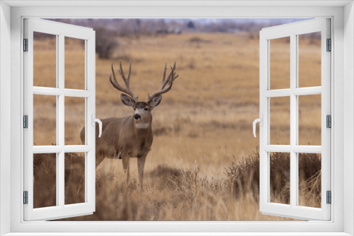 Fototapeta Naklejka Na Ścianę Okno 3D - Mule Deer Buck in Colorado in Autumn